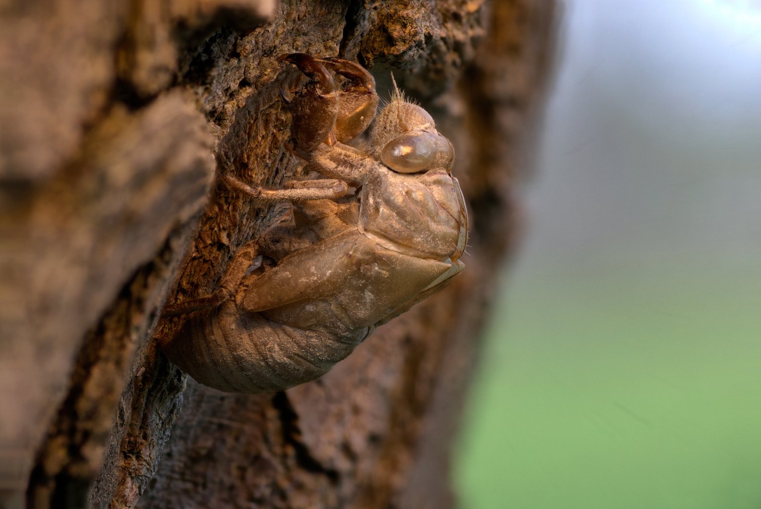 A close-up of an empty cicada exoskeleton (molted shell) clinging to the rough, textured bark of a tree trunk. The translucent tan-colored shell shows detailed features including the large compound eye, front legs with sharp spines, antennae, and segmented body. The background is softly blurred with muted green and blue tones, drawing focus to the intricate texture of the shed skin and the tree bark.